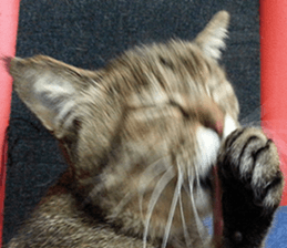 NANA STANP sticker #14272672