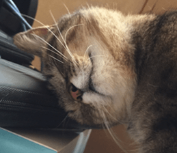 NANA STANP sticker #14272673