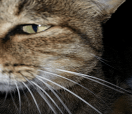 NANA STANP sticker #14272677