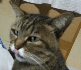 NANA STANP sticker #14272678