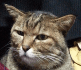 NANA STANP sticker #14272679