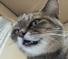 NANA STANP sticker #14272682