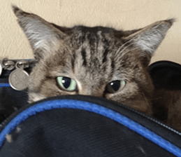 NANA STANP sticker #14272687