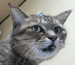 NANA STANP sticker #14272688