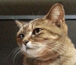 NANA STANP sticker #14272690