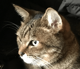 NANA STANP sticker #14272698