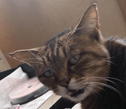 NANA STANP sticker #14272699