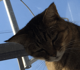 NANA STANP sticker #14272701