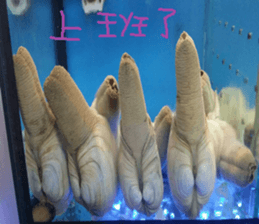 Kiki life language sticker #14273366