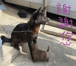 Kiki life language sticker #14273373