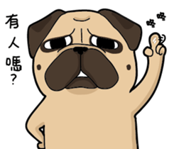 Pug's crazy life sticker #14275410