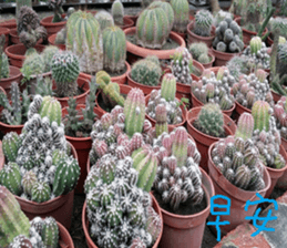 Akun Nature Scenery photo sticker #14276590