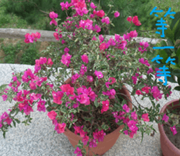 Akun Nature Scenery photo sticker #14276596