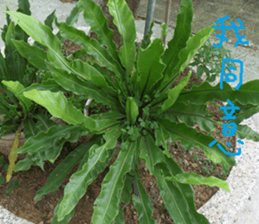 Akun Nature Scenery photo sticker #14276597