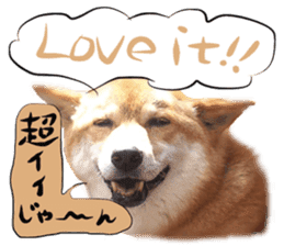 Dog Talk! Dog Photos,English & Japanese sticker #14280167
