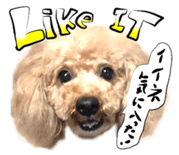 Dog Talk! Dog Photos,English & Japanese sticker #14280169