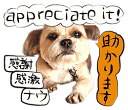 Dog Talk! Dog Photos,English & Japanese sticker #14280171