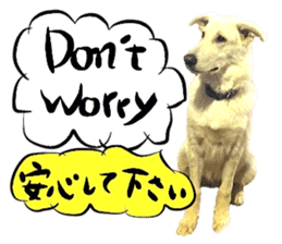 Dog Talk! Dog Photos,English & Japanese sticker #14280172