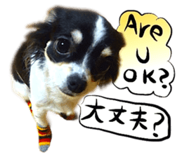 Dog Talk! Dog Photos,English & Japanese sticker #14280174