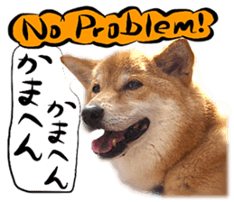 Dog Talk! Dog Photos,English & Japanese sticker #14280176