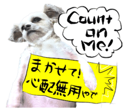 Dog Talk! Dog Photos,English & Japanese sticker #14280177