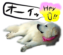 Dog Talk! Dog Photos,English & Japanese sticker #14280178