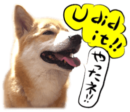 Dog Talk! Dog Photos,English & Japanese sticker #14280180
