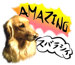 Dog Talk! Dog Photos,English & Japanese sticker #14280181