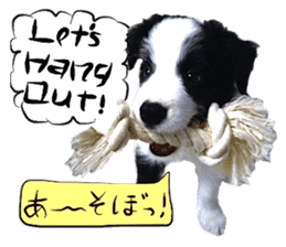 Dog Talk! Dog Photos,English & Japanese sticker #14280182