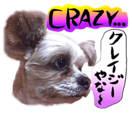 Dog Talk! Dog Photos,English & Japanese sticker #14280186