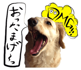 Dog Talk! Dog Photos,English & Japanese sticker #14280187