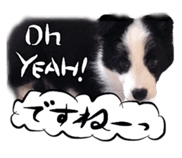 Dog Talk! Dog Photos,English & Japanese sticker #14280188