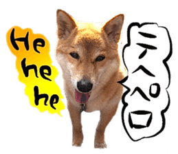 Dog Talk! Dog Photos,English & Japanese sticker #14280189