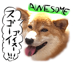 Dog Talk! Dog Photos,English & Japanese sticker #14280190