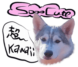 Dog Talk! Dog Photos,English & Japanese sticker #14280191