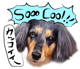 Dog Talk! Dog Photos,English & Japanese sticker #14280192