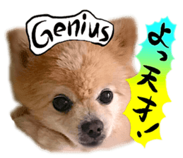 Dog Talk! Dog Photos,English & Japanese sticker #14280193