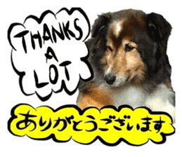 Dog Talk! Dog Photos,English & Japanese sticker #14280194