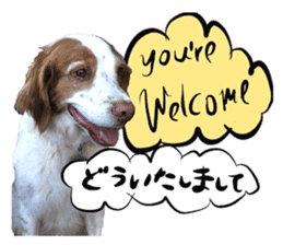 Dog Talk! Dog Photos,English & Japanese sticker #14280195