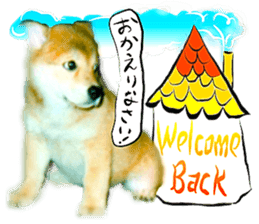 Dog Talk! Dog Photos,English & Japanese sticker #14280197