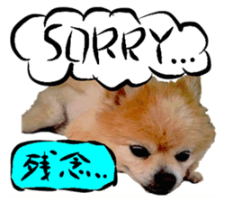 Dog Talk! Dog Photos,English & Japanese sticker #14280198