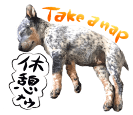 Dog Talk! Dog Photos,English & Japanese sticker #14280199