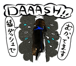 Dog Talk! Dog Photos,English & Japanese sticker #14280202