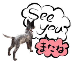 Dog Talk! Dog Photos,English & Japanese sticker #14280203