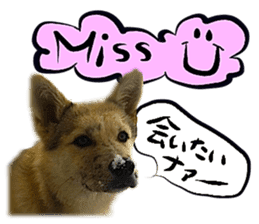 Dog Talk! Dog Photos,English & Japanese sticker #14280204