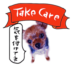 Dog Talk! Dog Photos,English & Japanese sticker #14280205