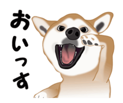 Move! Sticker of SHiba inu sticker #14282527