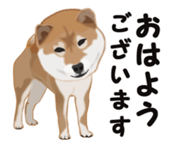 Move! Sticker of SHiba inu sticker #14282528