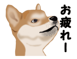 Move! Sticker of SHiba inu sticker #14282534