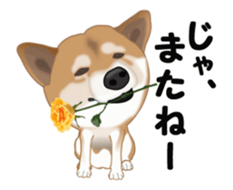 Move! Sticker of SHiba inu sticker #14282537